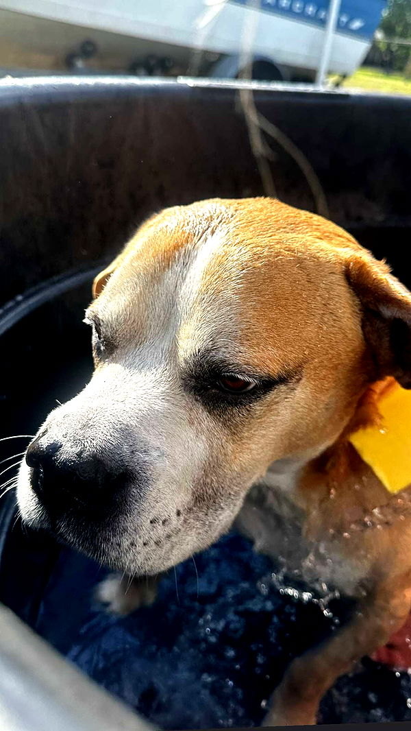 ellieblue2842 image ~ Altpins