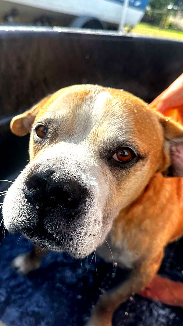 ellieblue2842 image ~ Altpins