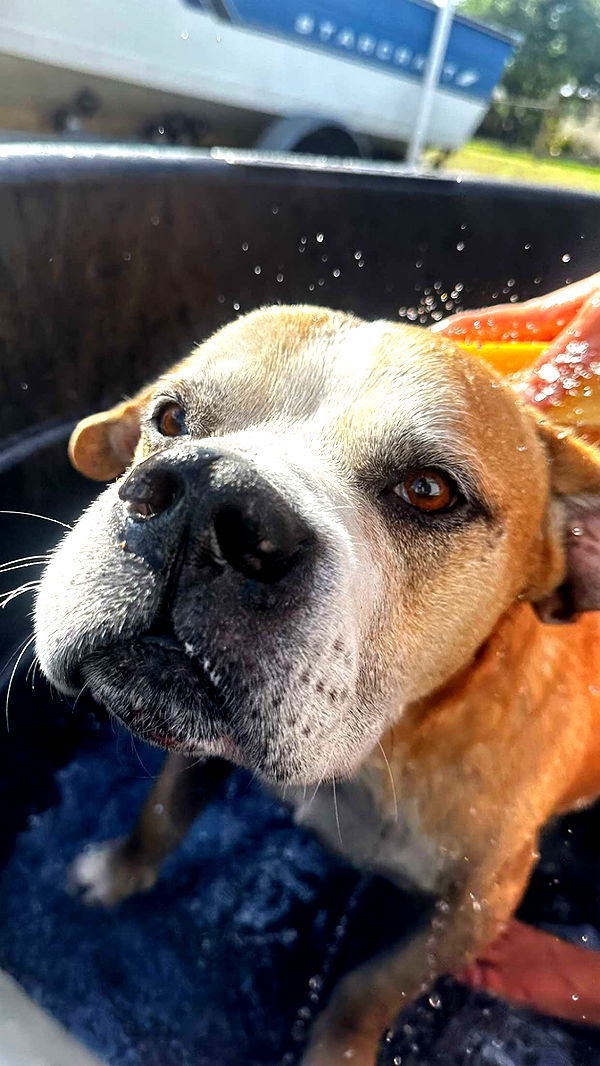 ellieblue2842 image ~ Altpins