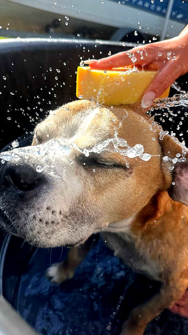 ellieblue2842 image ~ Altpins