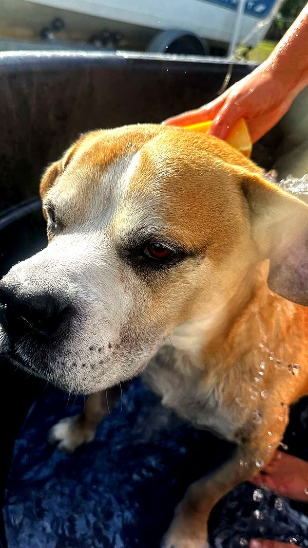 ellieblue2842 image ~ Altpins