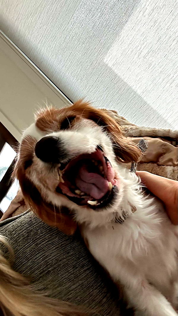 ellieblue2842 image ~ Altpins