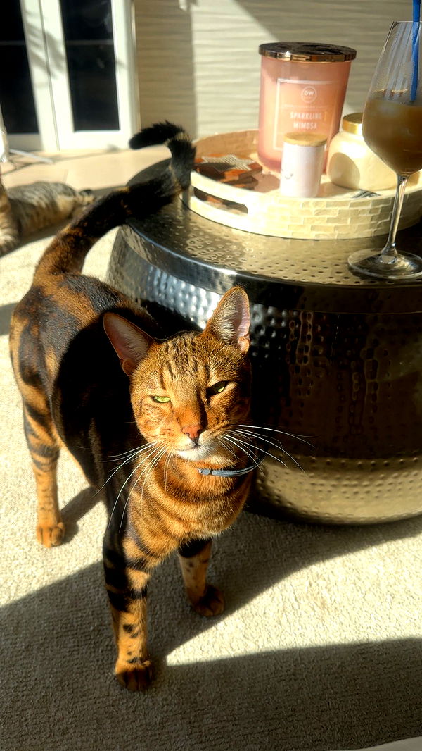 ellieblue2842 image ~ Altpins