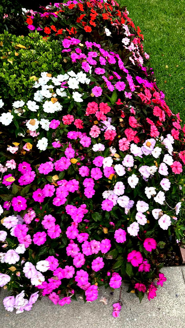 ellieblue2842 image ~ Altpins