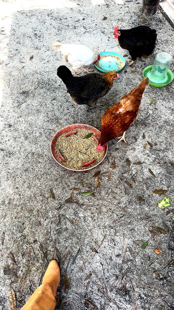 ellieblue2842 image ~ Altpins