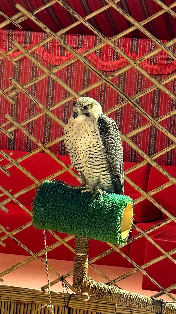 ellieblue2842 image ~ Altpins