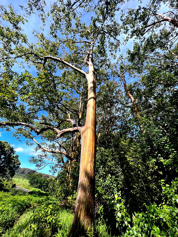 emelye.ender image ~ Altpins