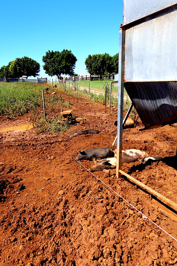 emelye.ender image ~ Altpins