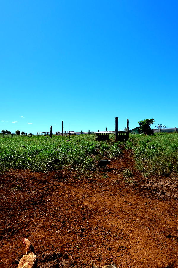 emelye.ender image ~ Altpins