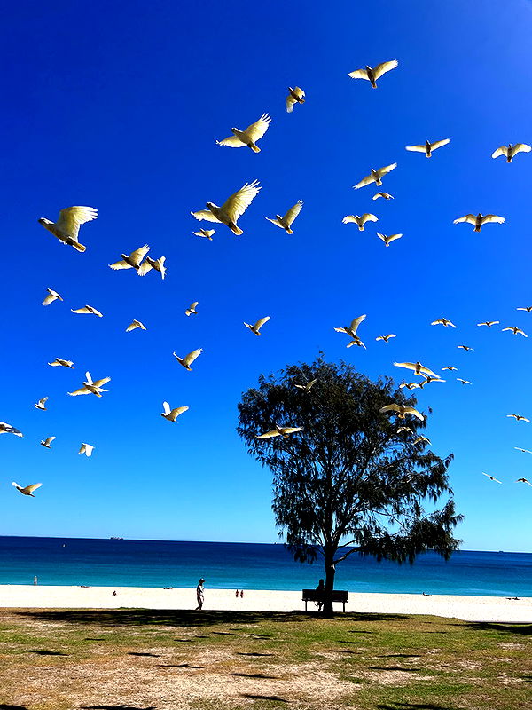 emelye.ender image ~ Altpins