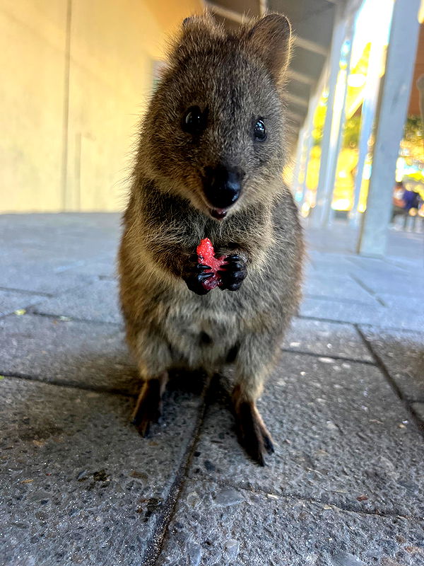 emelye.ender image ~ Altpins