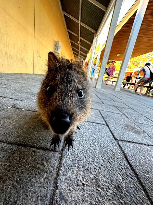 emelye.ender image ~ Altpins