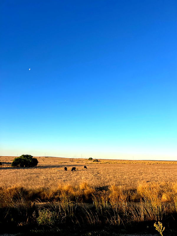 emelye.ender image ~ Altpins