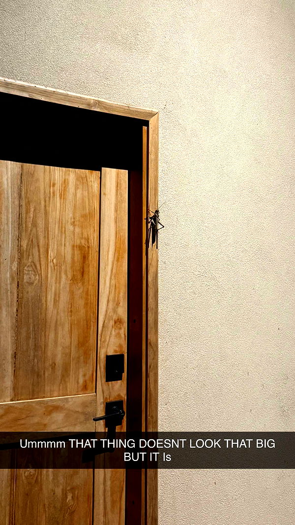 emelye.ender image ~ Altpins