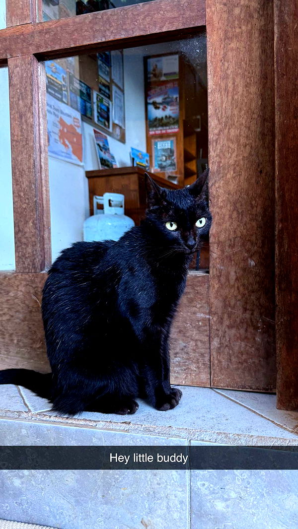 emelye.ender image ~ Altpins