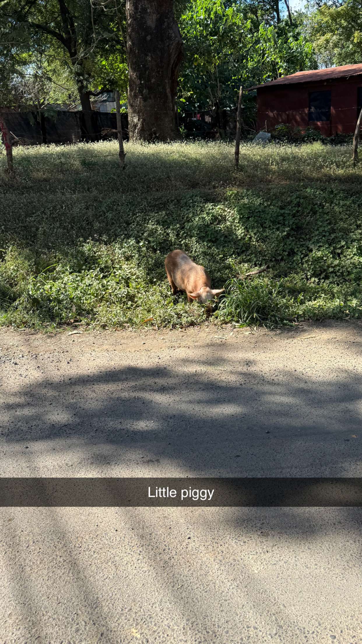 emelye.ender snapchat image archive image