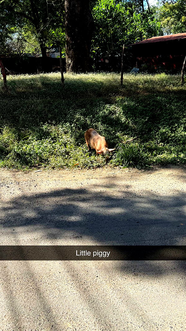 emelye.ender image ~ Altpins