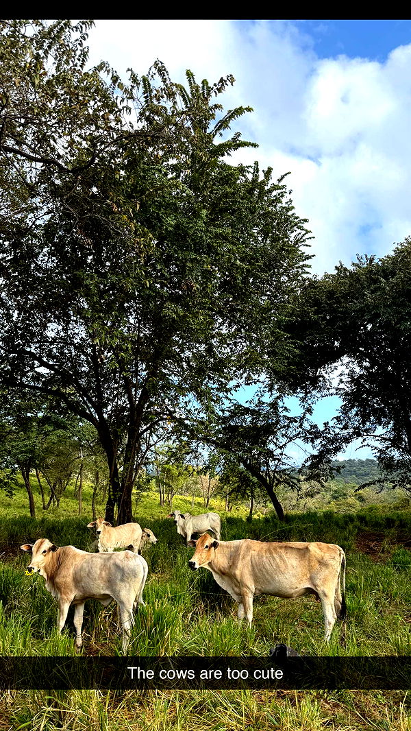 emelye.ender image ~ Altpins