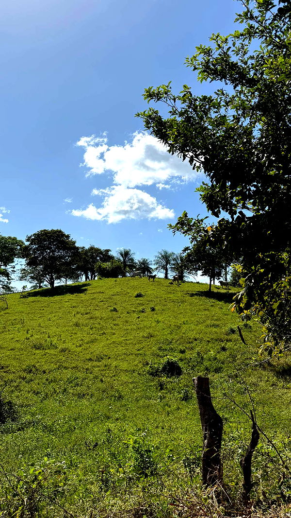 emelye.ender image ~ Altpins