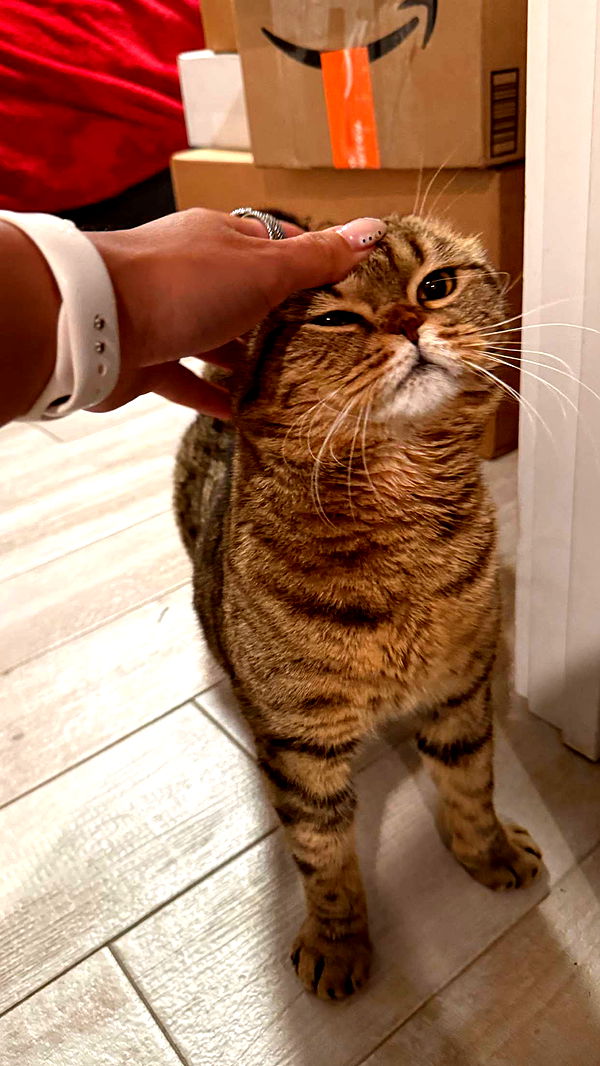 emelye.ender image ~ Altpins