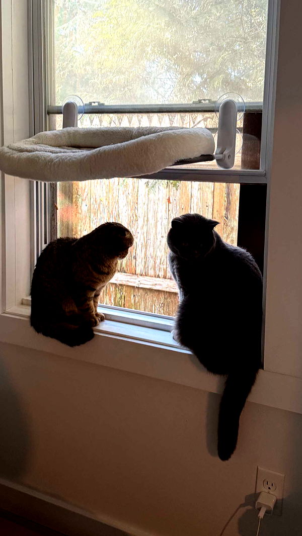 emelye.ender image ~ Altpins