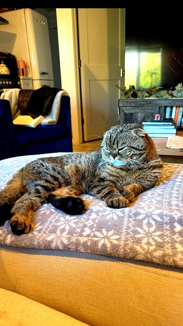 emelye.ender image ~ Altpins