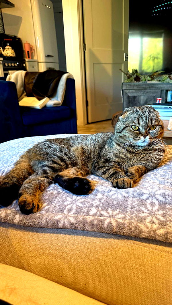 emelye.ender image ~ Altpins