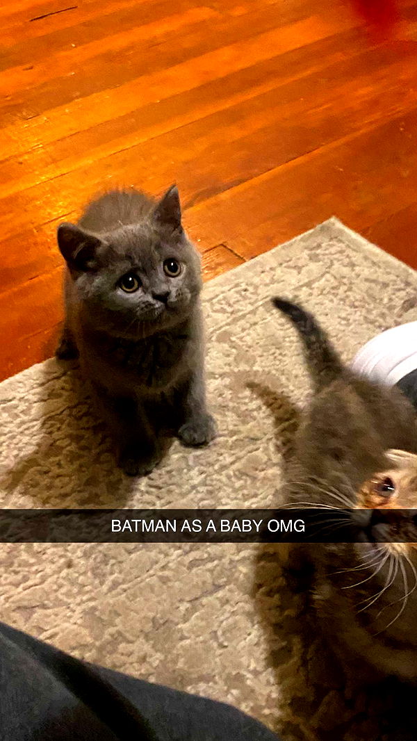 emelye.ender image ~ Altpins