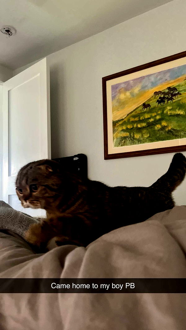 emelye.ender image ~ Altpins