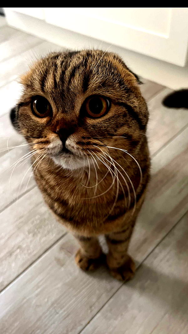 emelye.ender image ~ Altpins