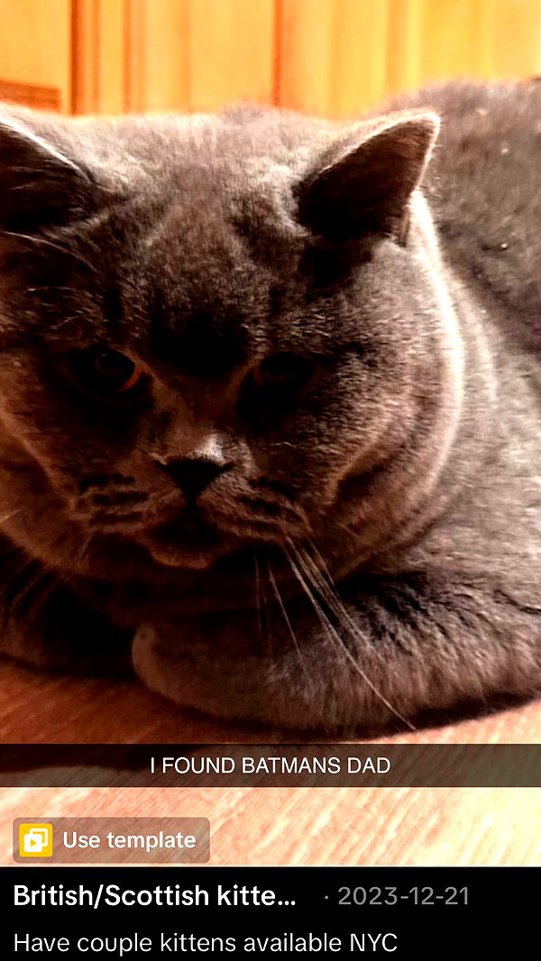 emelye.ender image ~ Altpins