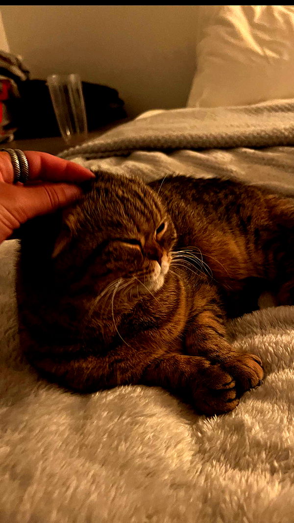 emelye.ender image ~ Altpins