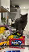 emelye.ender Altpins Profile Picture