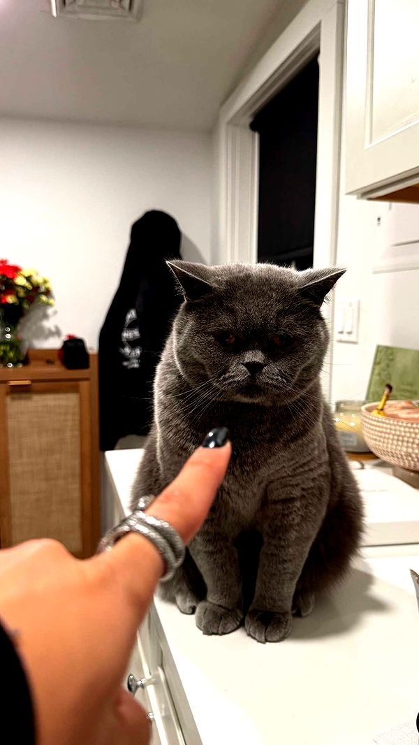 emelye.ender image ~ Altpins