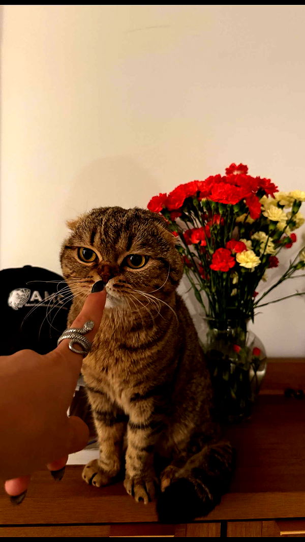 emelye.ender image ~ Altpins