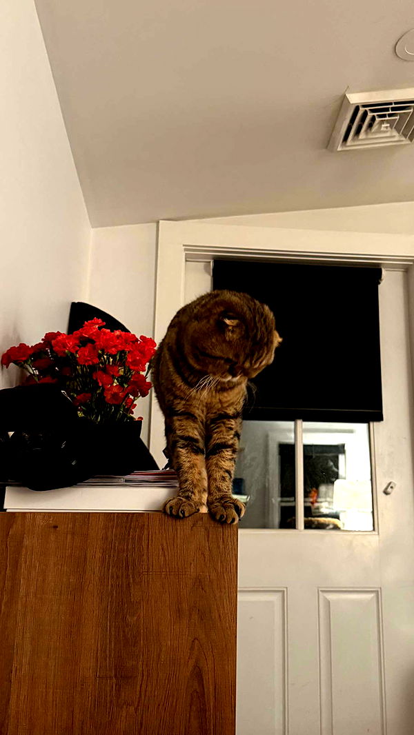 emelye.ender image ~ Altpins