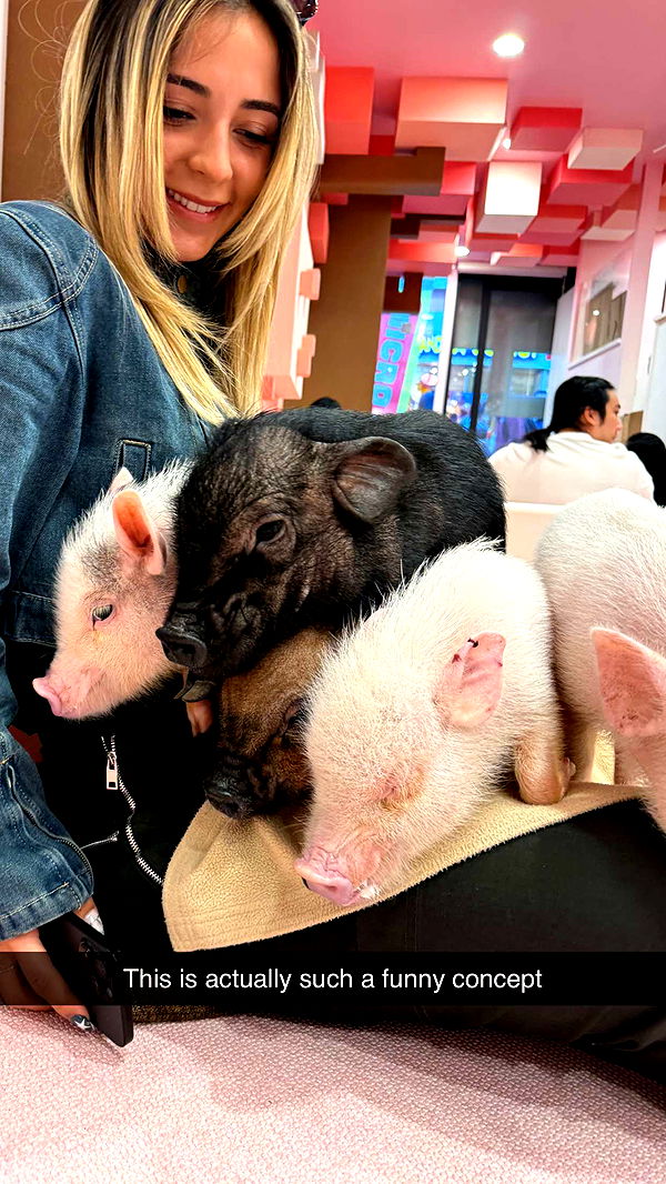 emelye.ender image ~ Altpins