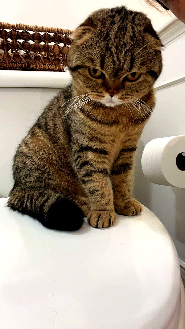 emelye.ender image ~ Altpins