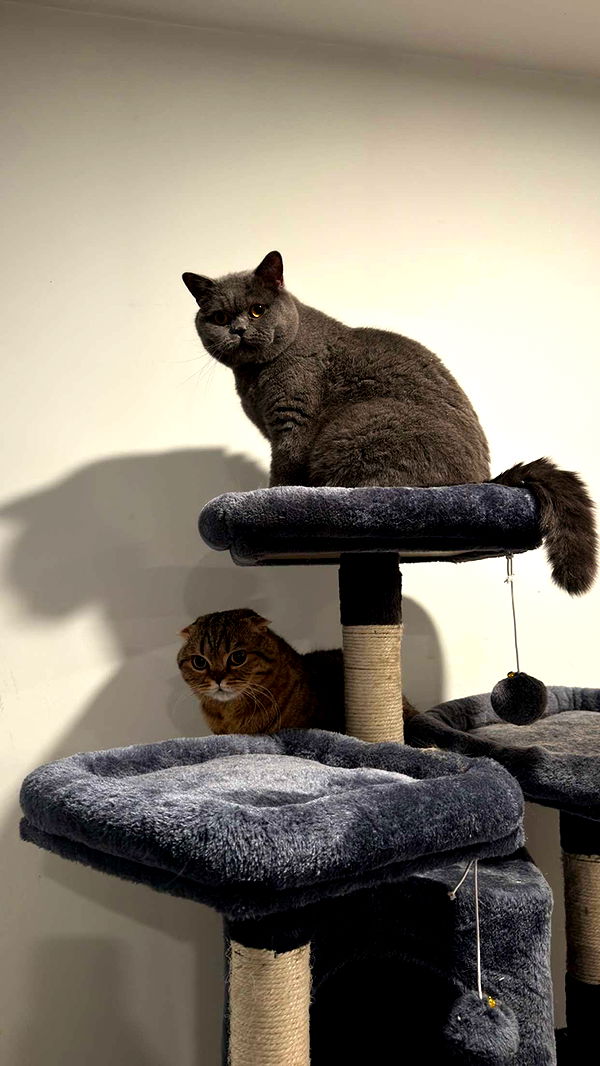 emelye.ender image ~ Altpins