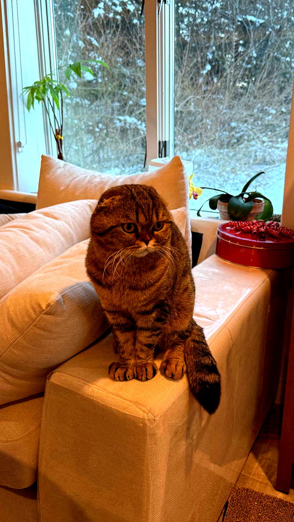 emelye.ender image ~ Altpins