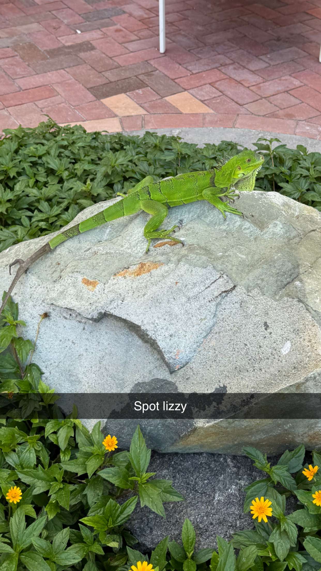 emelye.ender snapchat image archive image