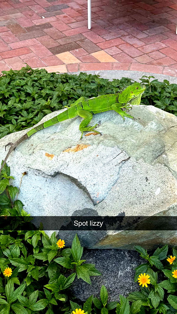 emelye.ender image ~ Altpins