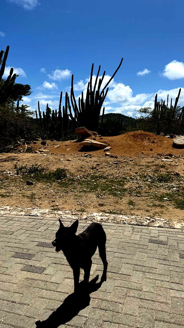 emelye.ender image ~ Altpins