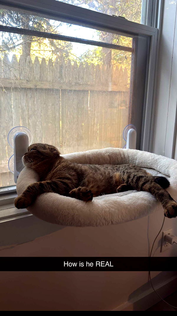 emelye.ender image ~ Altpins