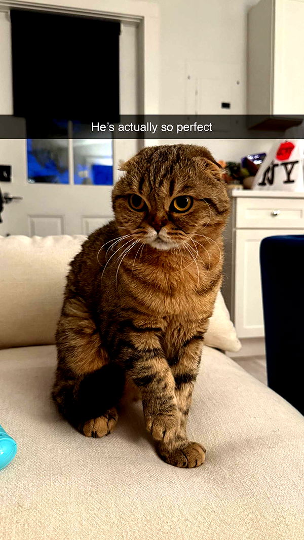 emelye.ender image ~ Altpins