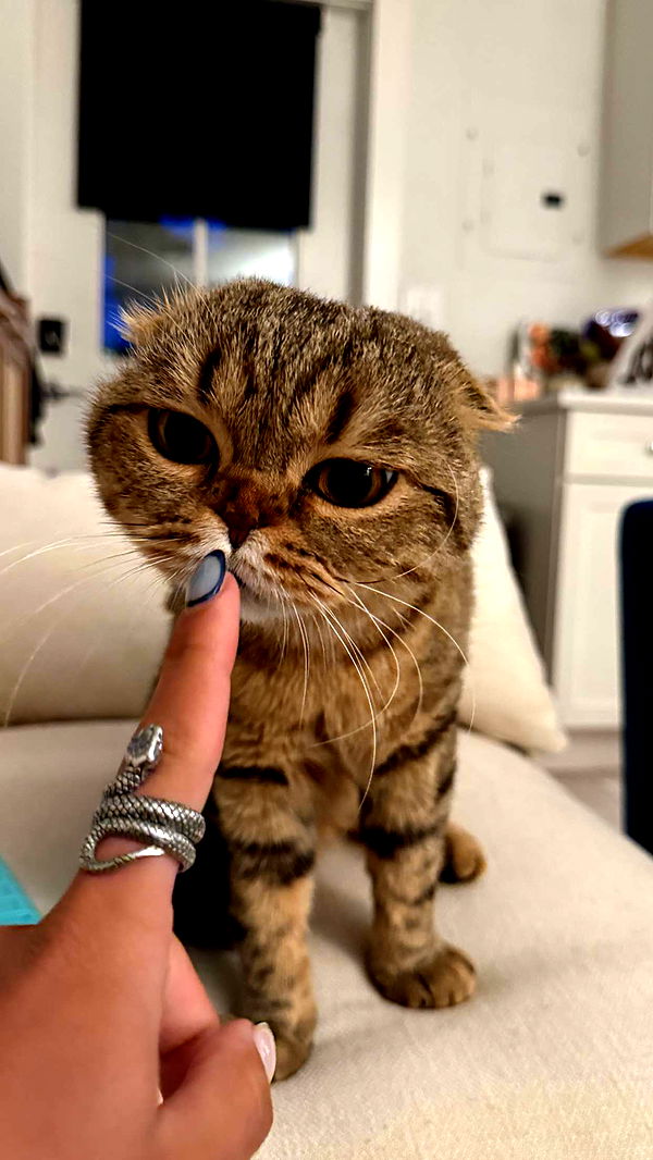 emelye.ender image ~ Altpins