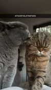 emelye.ender Altpins Profile Picture