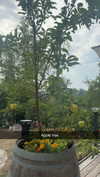 emelye.ender Altpins Profile Picture