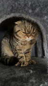 emelye.ender Altpins Profile Picture