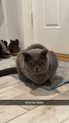 emelye.ender Altpins Profile Picture